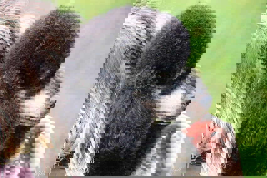 Innmelding av hund og nye medlemmer.