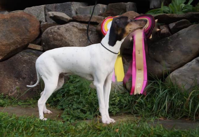 Registrering av hunder!